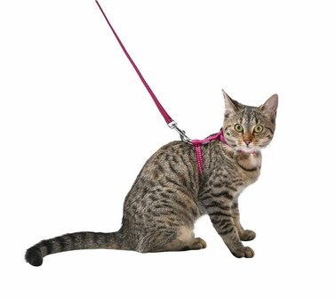 Kittenharnas met riem en halsband Safe Rood