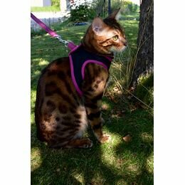 Kattenharnas mini met riem Safe Fuchsia