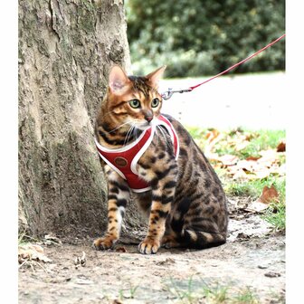 Kattenharnas mini met riem Stripe Rood