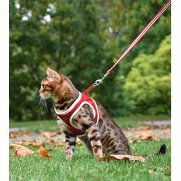 Kattenharnas mini met riem Stripe Rood