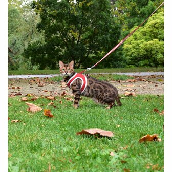 Kattenharnas mini met riem Stripe Rood