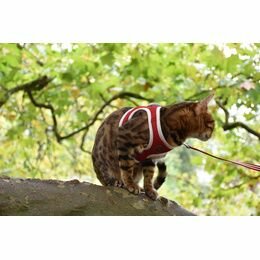 Kattenharnas mini met riem Stripe Rood