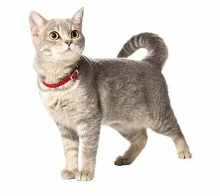 Kattenhalsband Flex elastisch nylon Rood