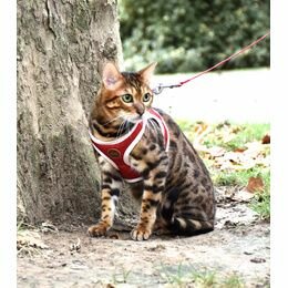 Kattenharnas mini met riem Stripe Rood