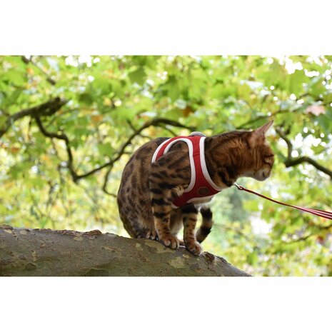 Kattenharnas mini met riem Stripe Rood